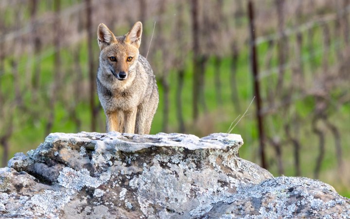 Fauna da Campanha Gaúcha